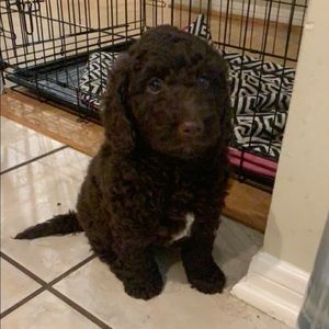 Meet your Posher, Ron